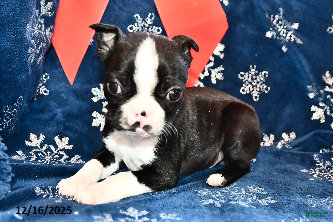 Boston Terrier dogs for sale: Cody  - Ad 2