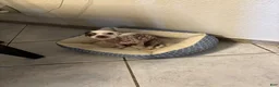 Chihuahua dogs for sale: Pigglett - Ad 4