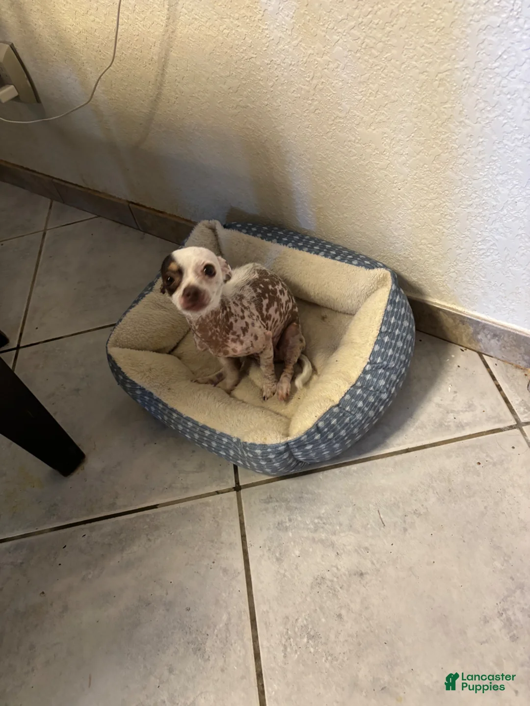 Chihuahua dogs for sale: Pigglett - Ad 4