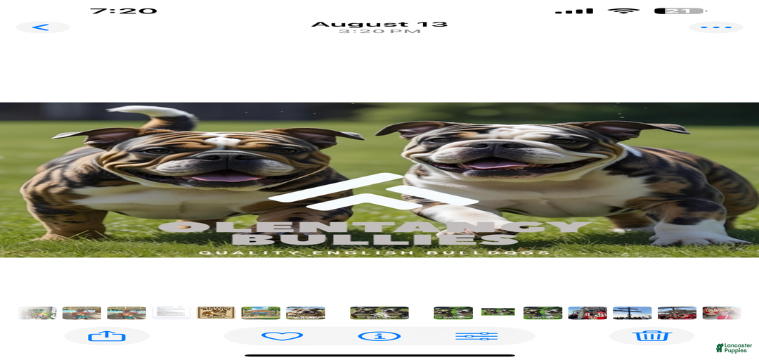 Gallery Image {{count}}