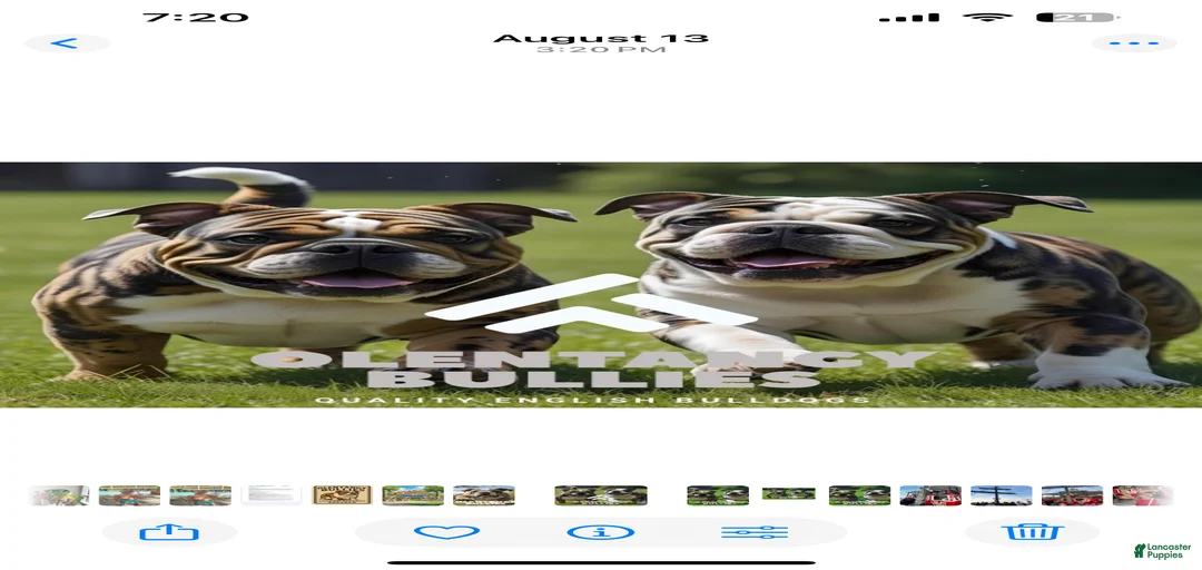 Gallery Image {{count}}