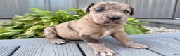 Great Dane dogs for sale: Anastasia  - Ad 3