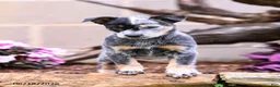 Australian Cattle Dog dogs for sale: Abby - Ad 2