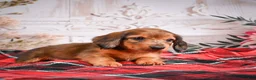 Miniature Dachshund dogs for sale: AKC-Edison - Ad 7