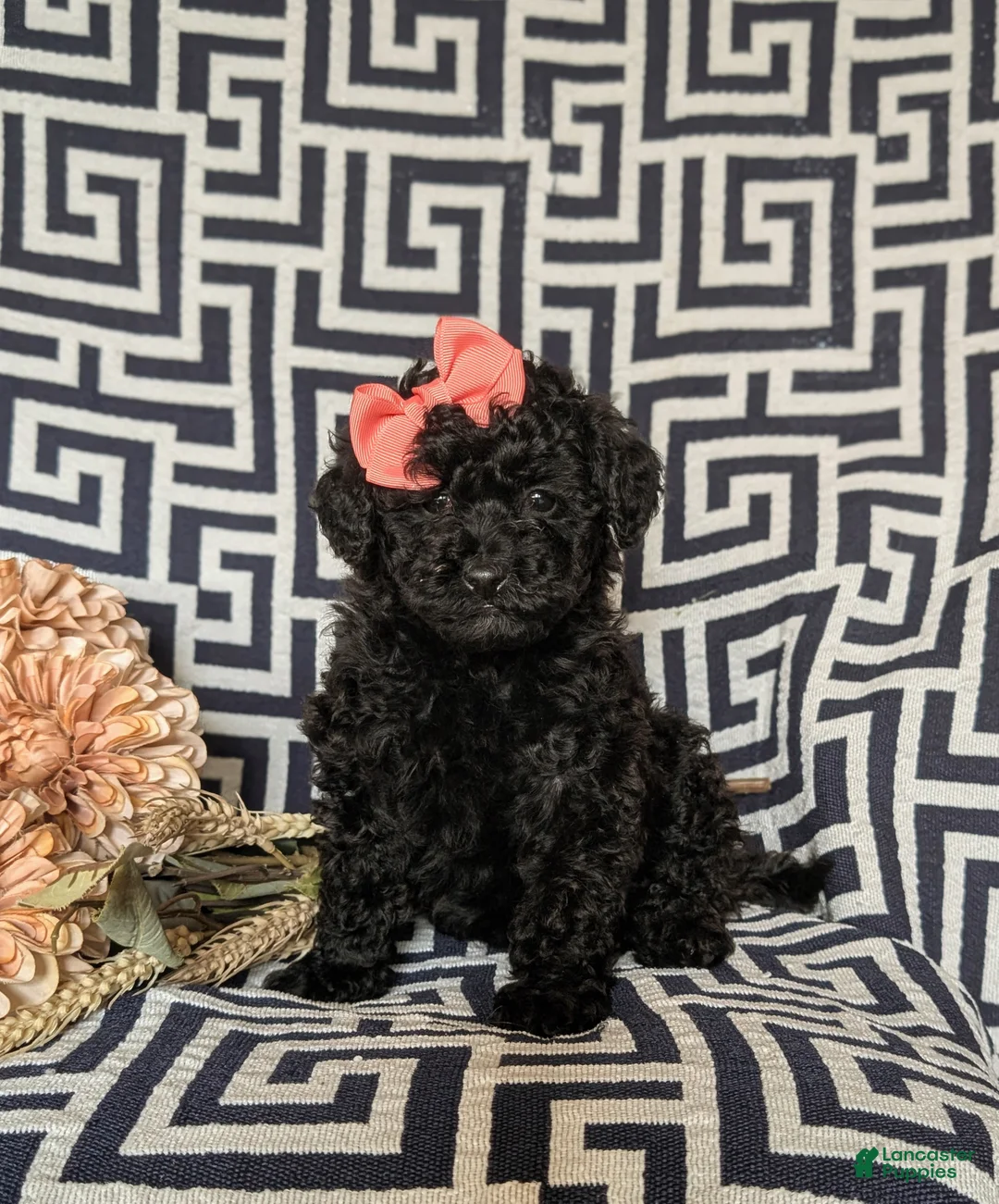 Miniature Poodle dogs for sale: Kiah - Ad 1