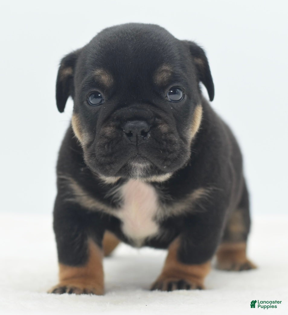 Mixed Breed dogs Knox tricolor bully puppy  - Ad 12