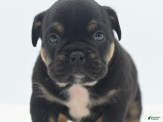 Mixed Breed dogs Knox tricolor bully puppy - Ad 12