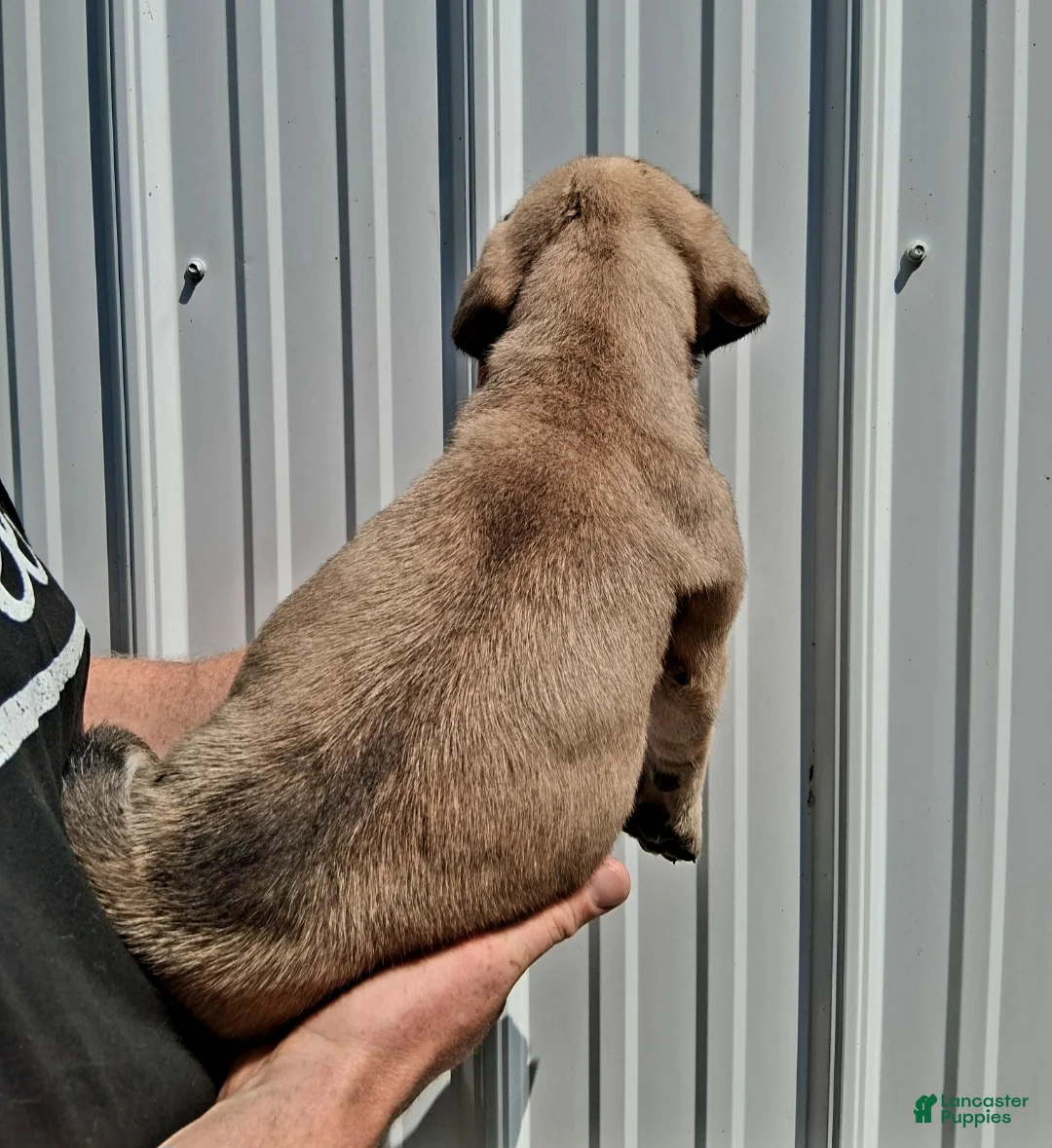 English Mastiff dogs for sale: Tina the GREAT - Ad 5