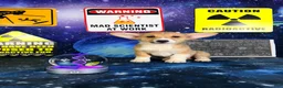 Welsh Corgi Pembroke dogs for sale: Luna - Ad 6