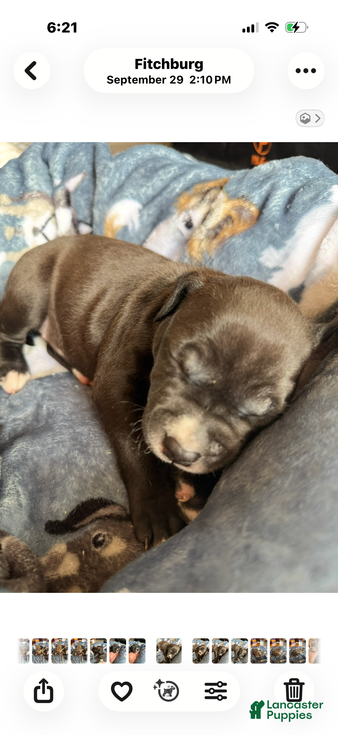 American Bully dogs for sale: Luna - Ad 3