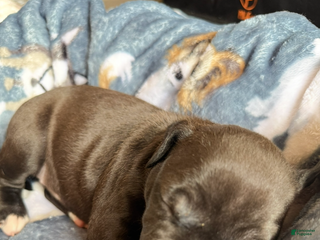 American Bully dogs - Ad 1