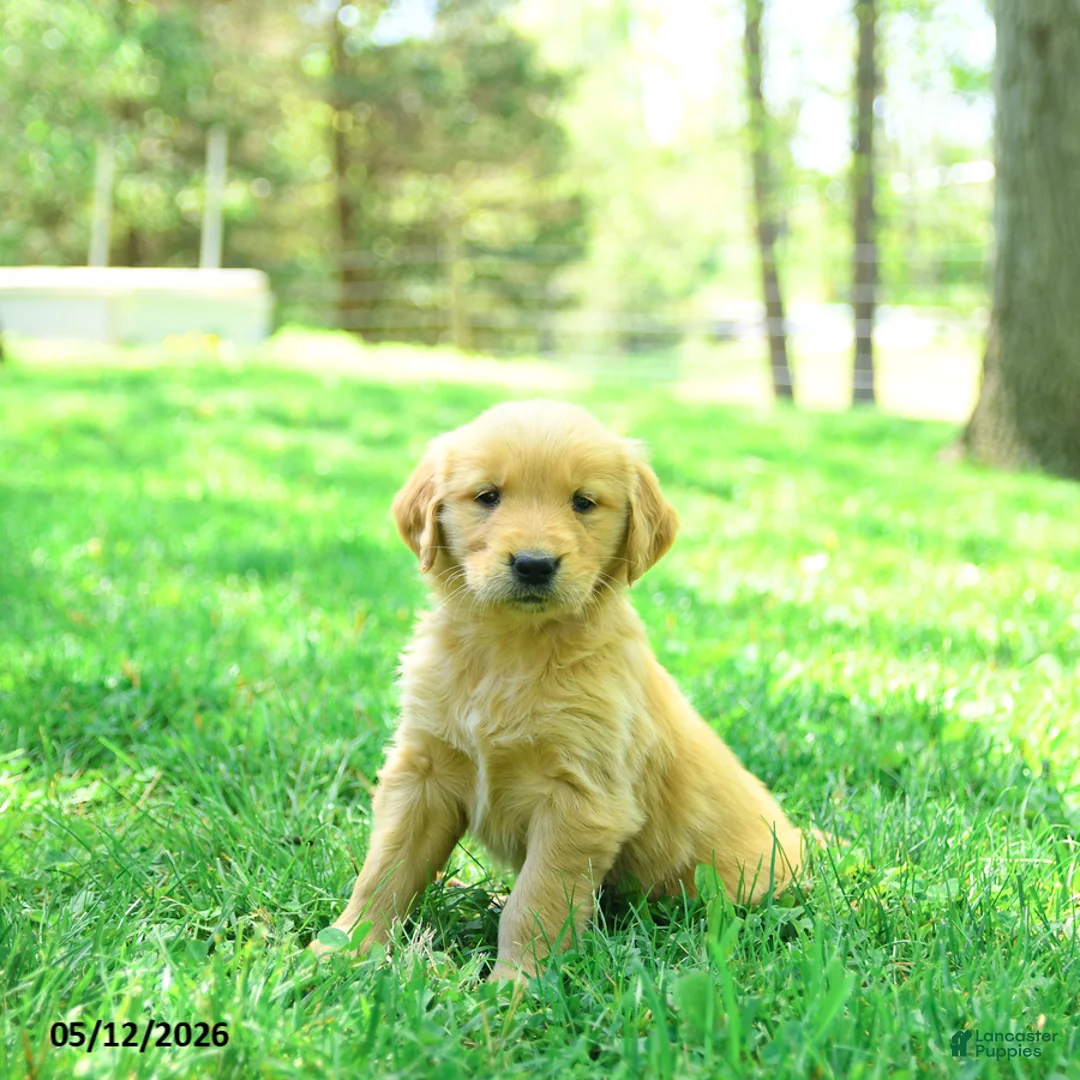 Golden Retriever dogs for sale: Prince   - Ad 2
