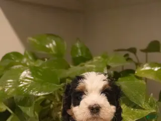 Mini Bernedoodle dogs Tia - Ad 18