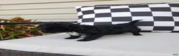 Yorkiepoo dogs for sale: Yorkiepoo 2 - Ad 7