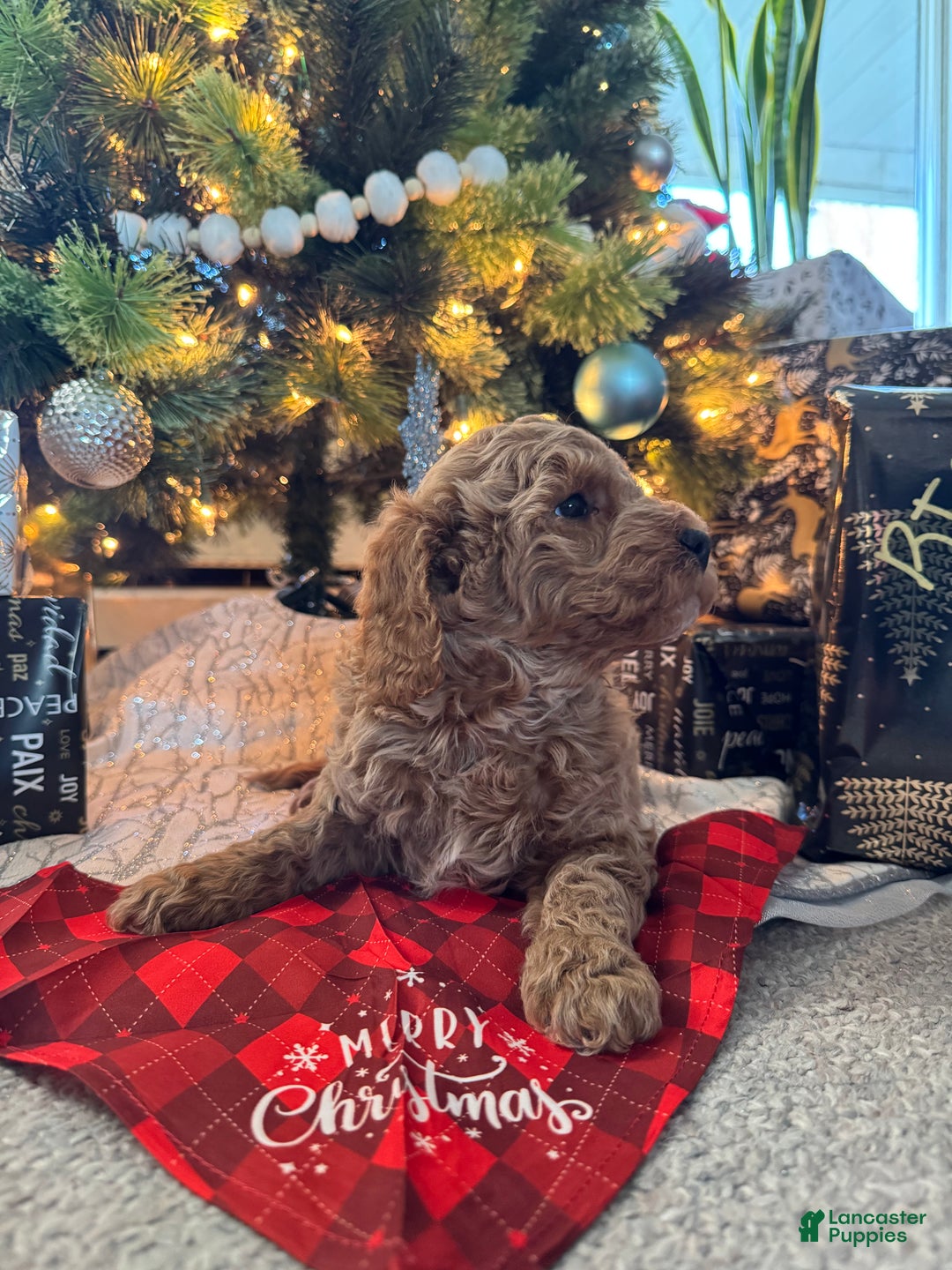 Mini Goldendoodle dogs for sale: Mini Goldendoodle Puppy 4 - Ad 2