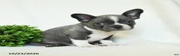 Boston Terrier dogs for sale: Griffin - Ad 4
