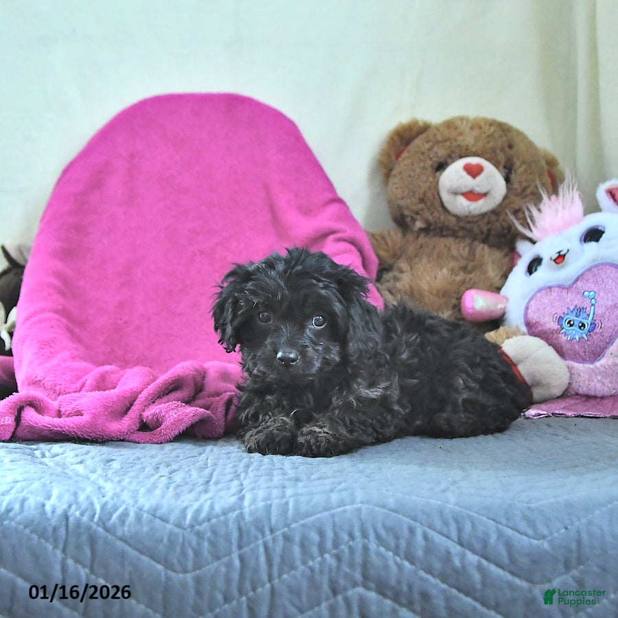 Cavapoo dogs Gina - Ad 2
