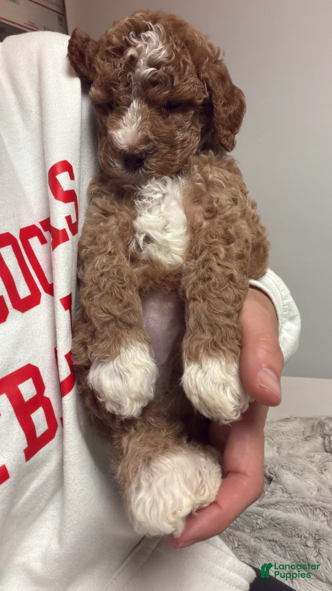 Mini Goldendoodle dogs for sale: Mini Goldendoodle Peach - Ad 2