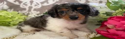 Miniature Dachshund dogs for sale: Mia - Ad 1
