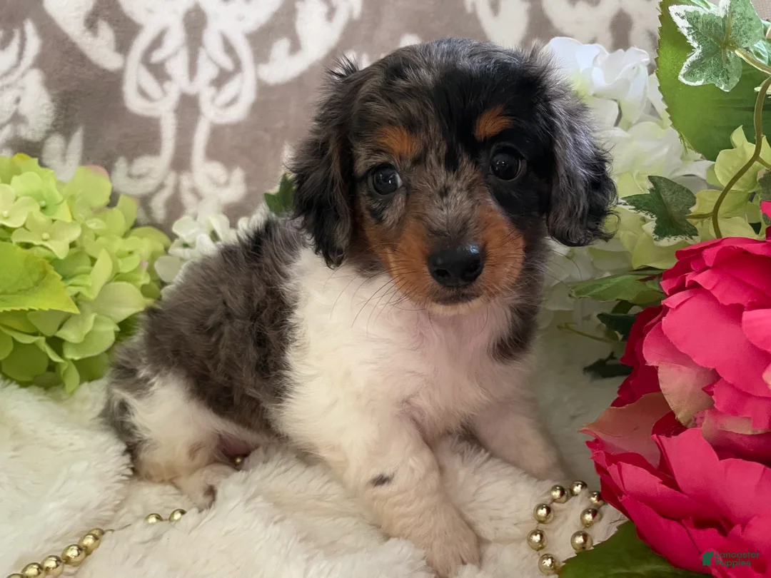 Miniature Dachshund dogs for sale: Mia - Ad 1