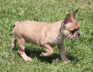 French Bulldog dogs SUZY RED MERLE - Ad 24