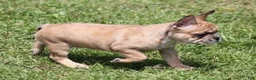 French Bulldog dogs for sale: SUZY RED MERLE - Ad 1