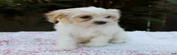 Cavapoo dogs for sale: Fiona - Ad 4