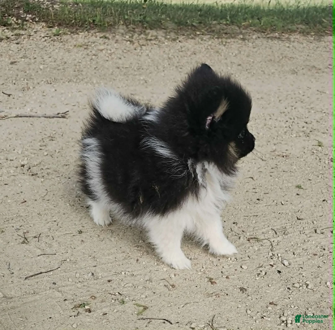 Pomeranian dogs for sale: Pomeranian 1 - Ad 2