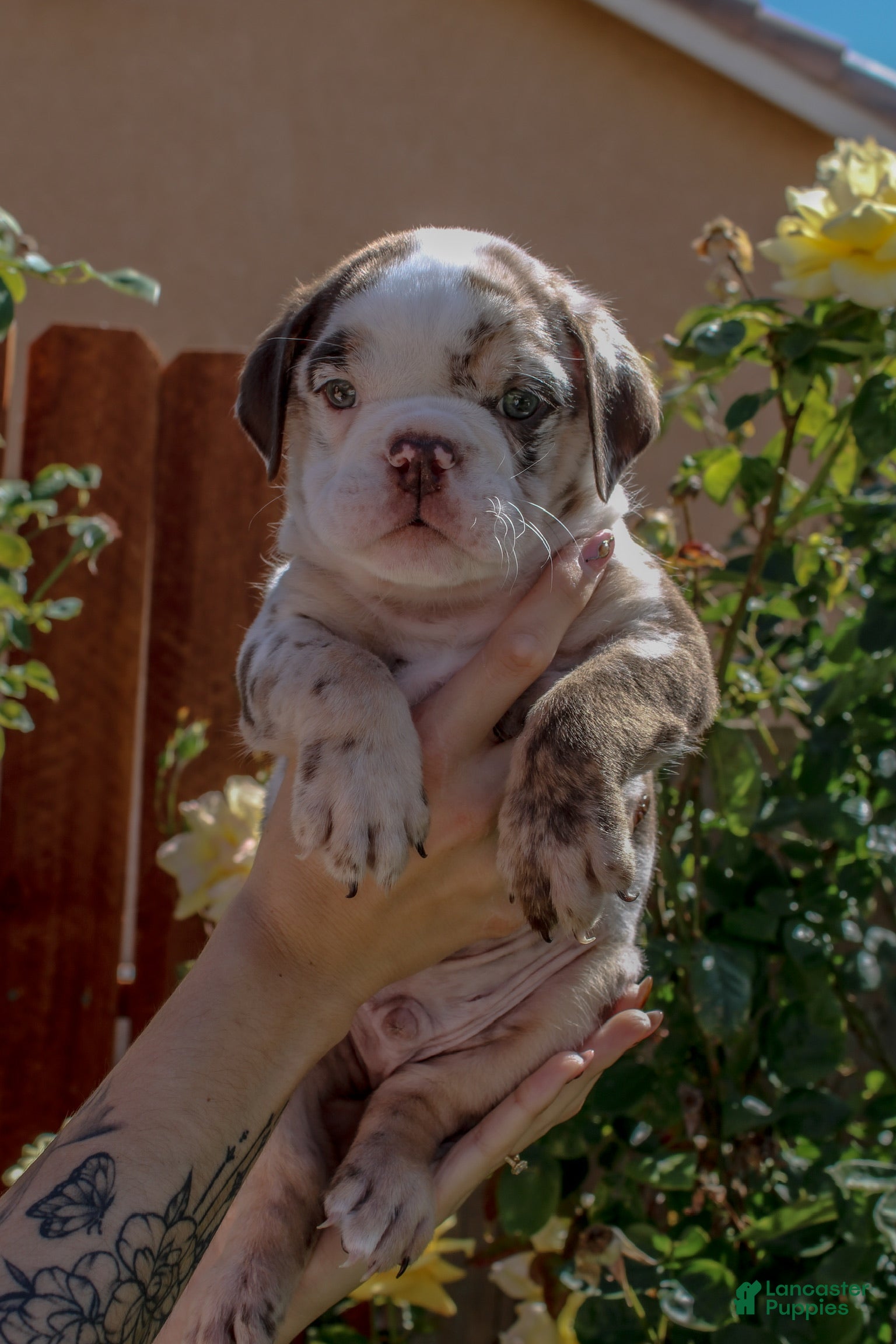 English Bulldog dogs English Bulldog 1 - Ad 2