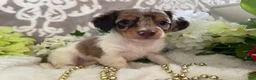 Miniature Dachshund dogs for sale: Maci - Ad 1