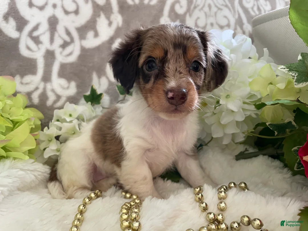 Miniature Dachshund dogs for sale: Maci - Ad 1