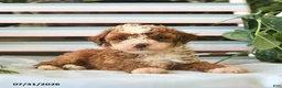 Miniature Poodle dogs for sale: Lenny  - Ad 3
