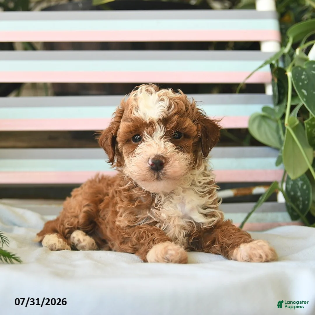 Miniature Poodle dogs for sale: Lenny  - Ad 3