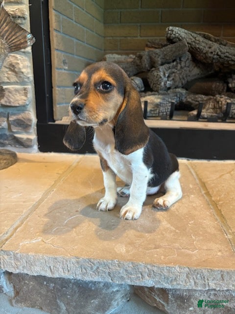 Beagle dogs Clover - Ad 2