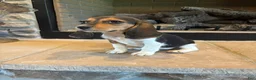Beagle dogs for sale: Clover - Ad 2