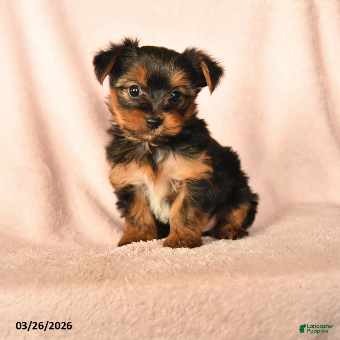 Yorkshire Terrier dogs for sale: Penelope - Ad 1