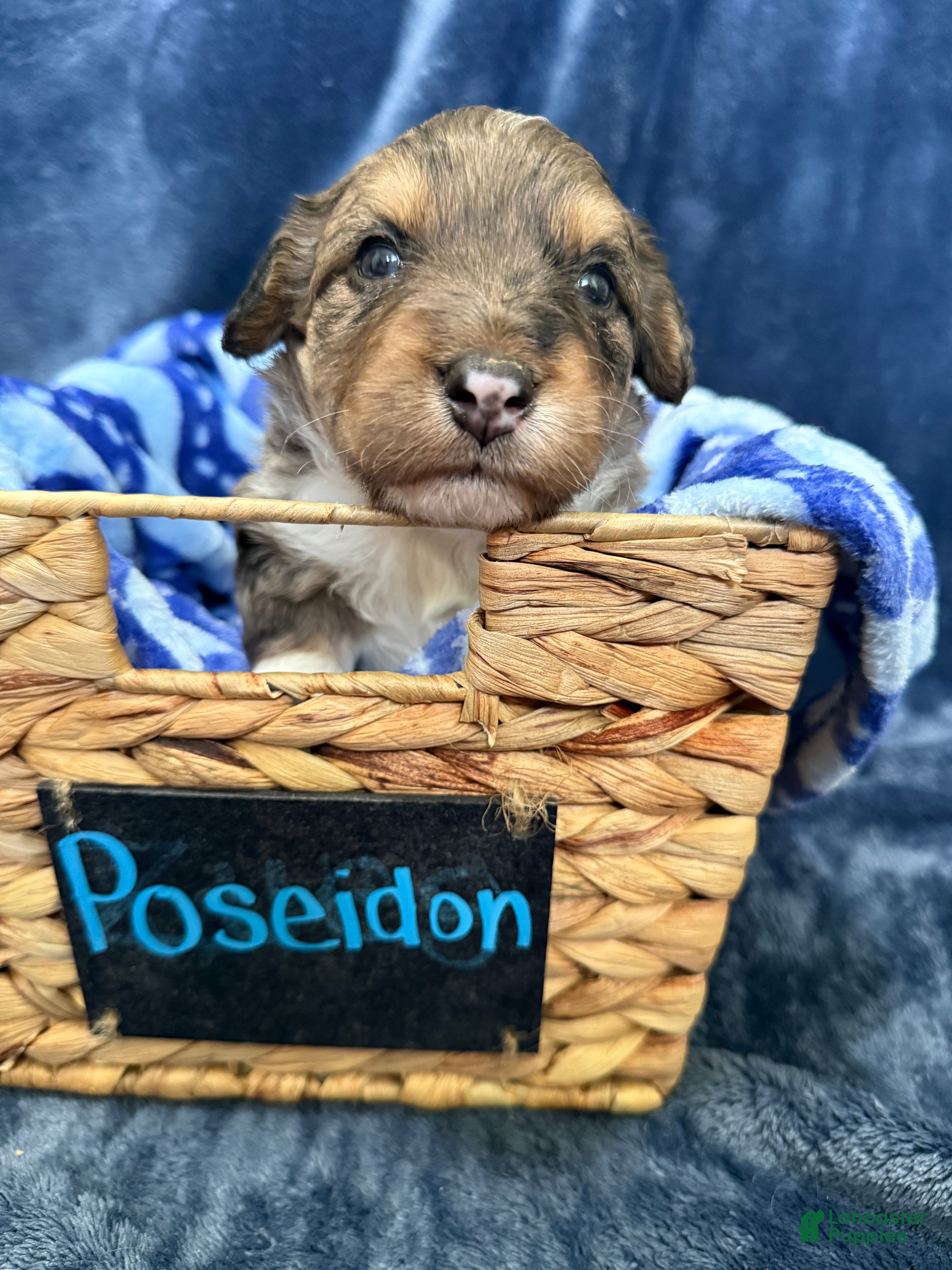 Mixed Breed dogs Poseidon  - Ad 4