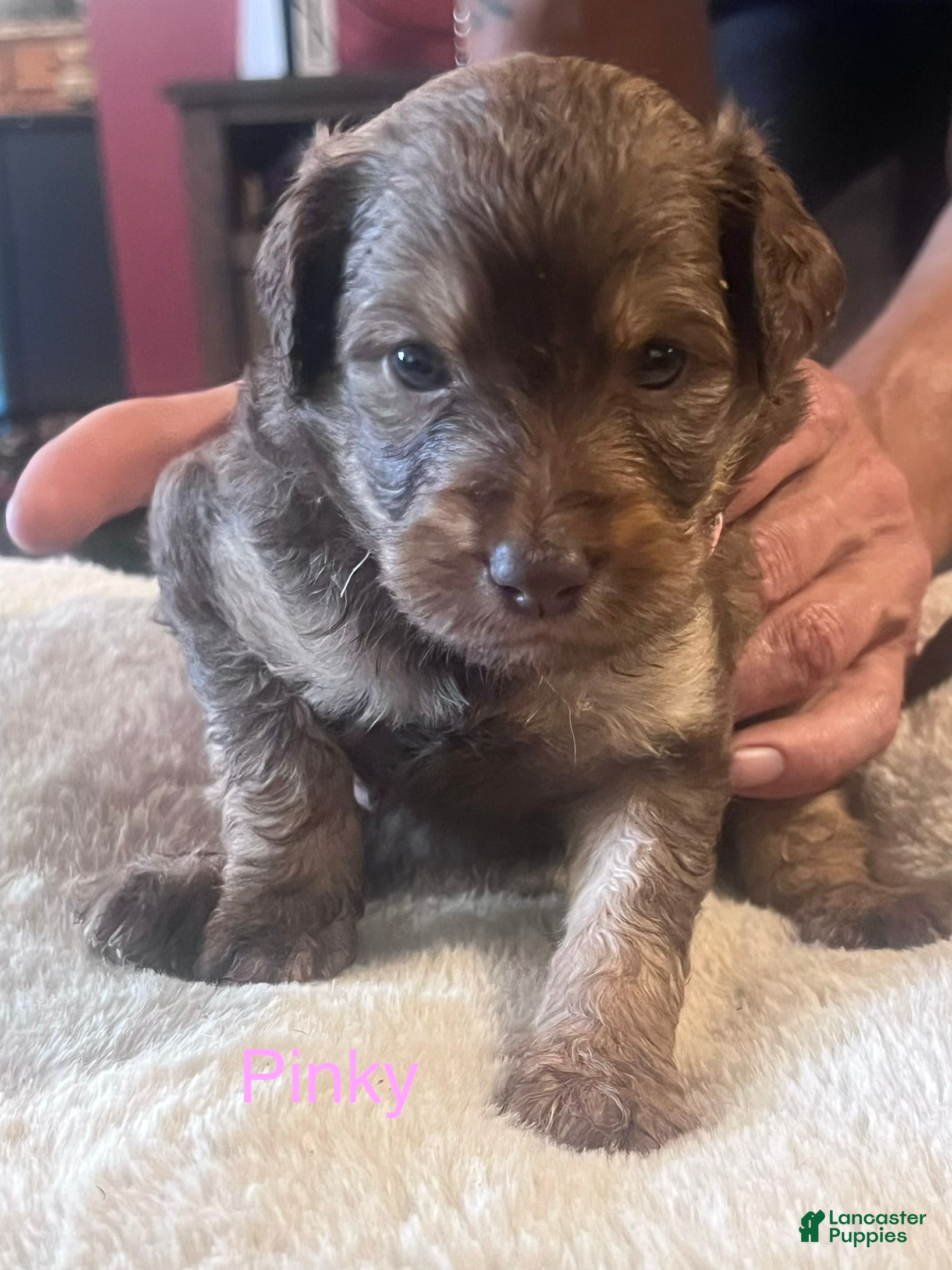 Aussiedoodle dogs Aussiedoodle 3 - Ad 3