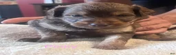 Aussiedoodle dogs for sale: Aussiedoodle 3 - Ad 7