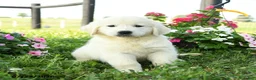 Golden Retriever dogs for sale: Birch - Ad 1