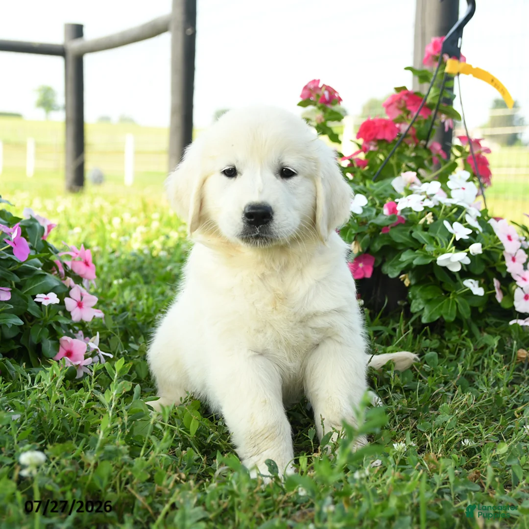 Golden Retriever dogs for sale: Birch - Ad 1
