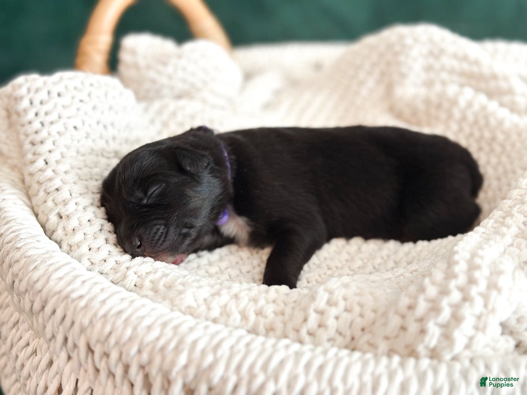 Australian Shepherd dogs for sale: Black Tri Female (Violet) - Ad 6