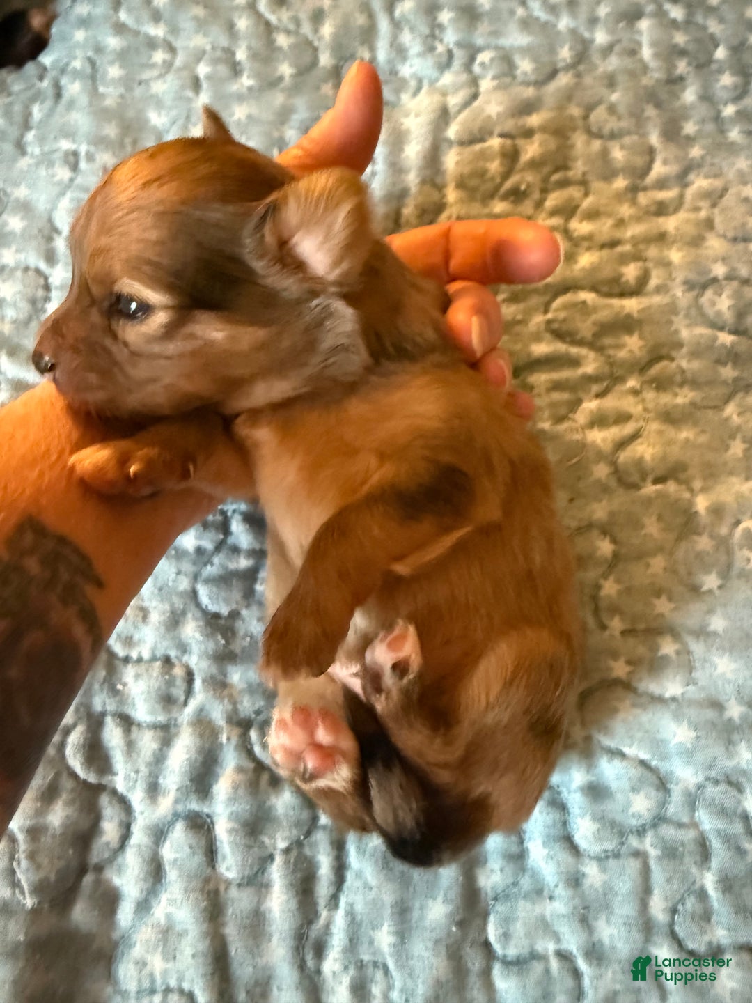 Mixed Breed dogs for sale: Chihuahua male brown Merle choin/papillon - Ad 4