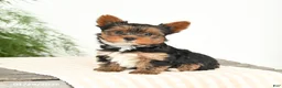Yorkshire Terrier dogs for sale: Minnie - Ad 2