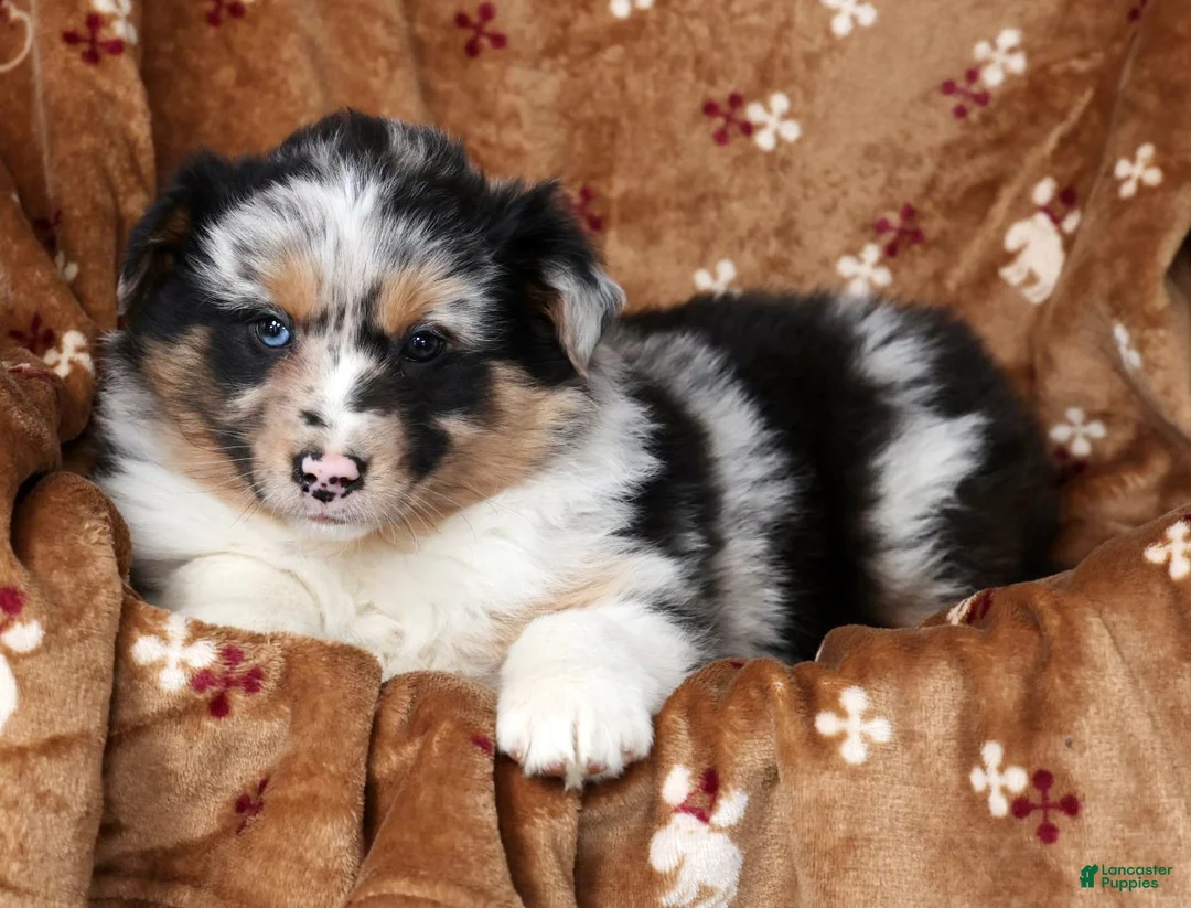 Australian Shepherd dogs for sale: Justin - Ad 6