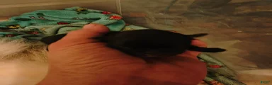 Pomeranian Puppy 2