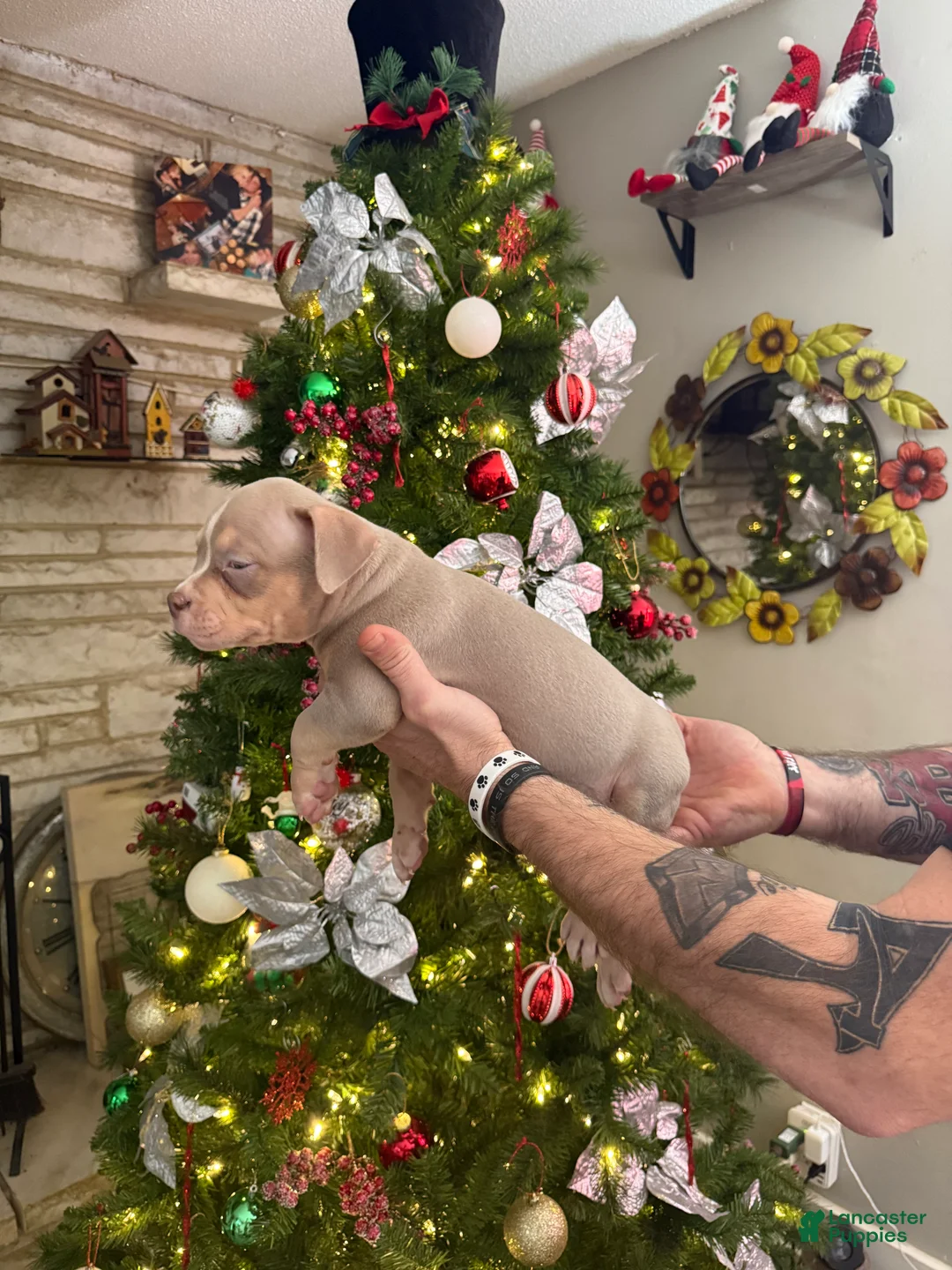 American Bully dogs for sale: Leo - Ad 3