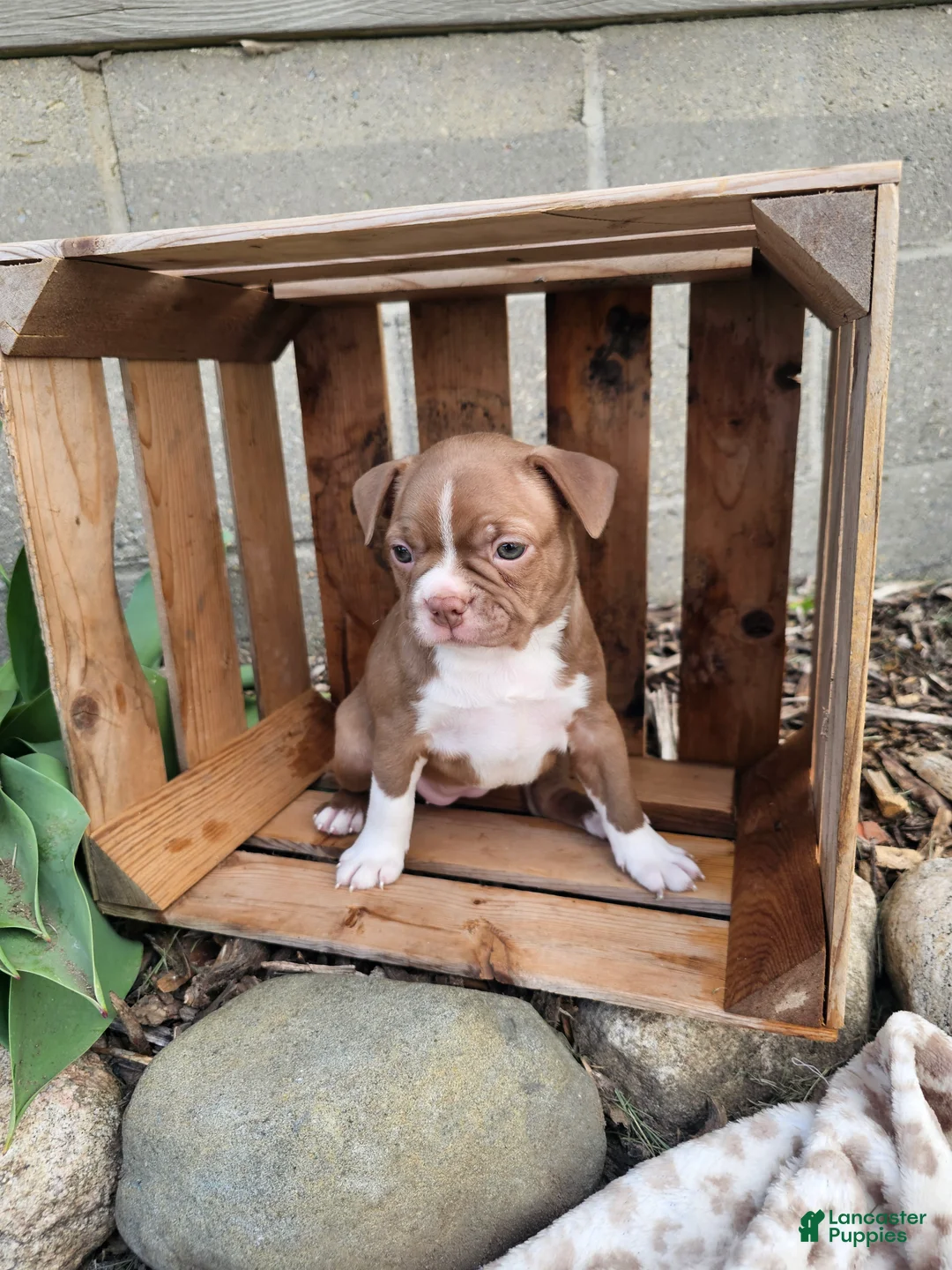 Boston Terrier dogs for sale: Bella - Ad 1