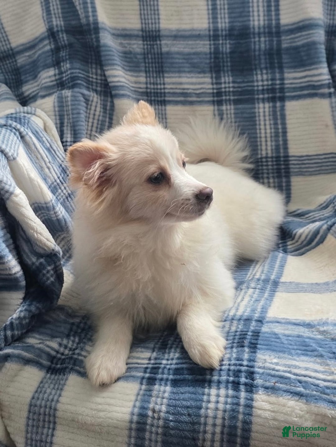 Pomeranian dogs for sale: Snow Bunny - Ad 4