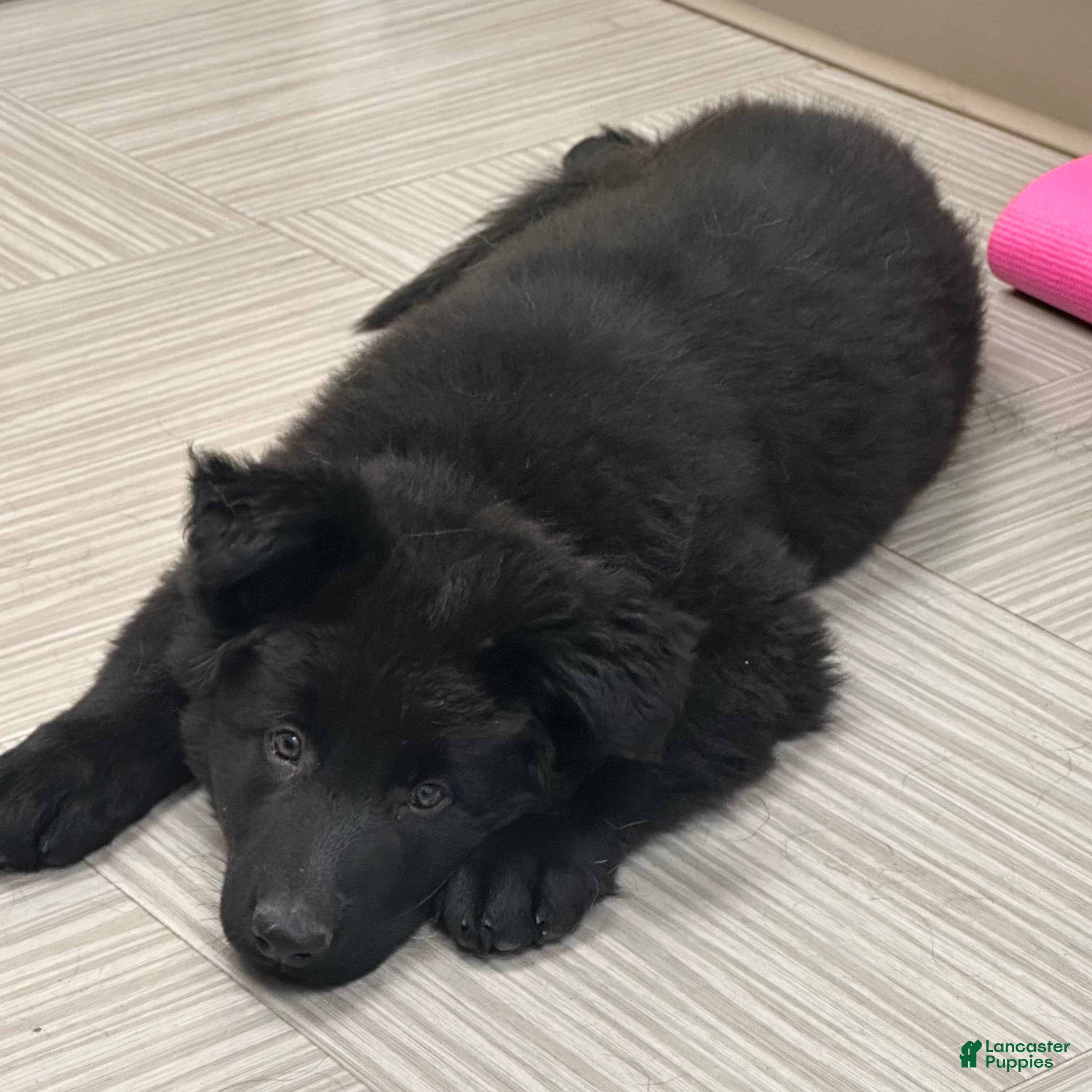 German Shepherd dogs for sale: German Shepherd 2 - Ad 2